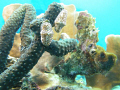   Pair flamingo tongue nudibranchs stretching out. out  